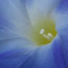 prim_n_eggs